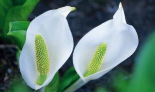 端午节的作文400个字